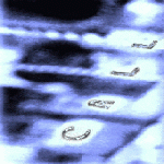 Click for more info on CALL compilation CD 